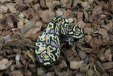 Piton Bola Pastel Macho ID R8-09