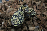 Piton Bola Pastel Macho ID R8-09