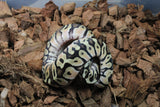 Piton Bola Pastel HGW Macho ID R8-13