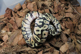 Piton Bola Pastel HGW Macho ID R8-13