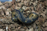 Piton Bola Nominal DH Pied Albino Hembra ID R8-19