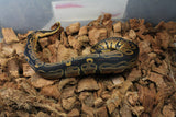 Piton Bola Nominal DH Pied Albino Hembra ID R8-19