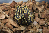 Piton Bola Spark / YB Macho ID R8-20