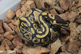 Piton Bola Spark / YB Macho ID R8-20