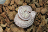 Piton Bola Cinnamon Lesser Banana MAcho ID R9-01