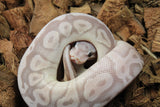 Piton Bola Cinnamon Lesser Banana MAcho ID R9-01