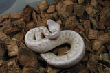 Piton Bola Cinnamon Lesser Banana MAcho ID R9-02