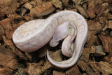 Piton Bola Cinnamon Lesser Banana MAcho ID R9-02