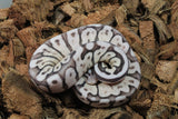 Piton Bola Lesser Cinnamon Hembra iD R9-03