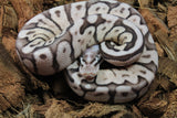 Piton Bola Lesser Cinnamon Hembra iD R9-03