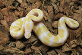 Piton Bola Albino Het Pied Hembra ID R9-05