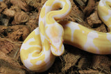 Piton Bola Albino Het Pied Hembra ID R9-05