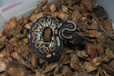 Piton Bola Cinnamon Hembra iD R9-06