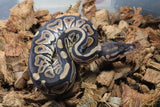 Piton Bola Cinnamon Hembra iD R9-06