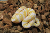 Piton Bola Albino Het Pied Hembra ID R9-07