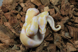 Piton Bola Albino Het Pied Hembra ID R9-07