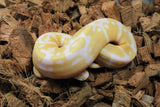 Piton Bola Albino Het Pied Macho ID R9-08