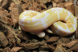 Piton Bola Albino Het Pied Macho ID R9-08