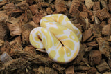 Piton Bola Albino Het Pied Hembra ID R9-09