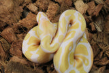 Piton Bola Albino Het Pied Hembra ID R9-09