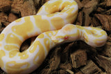 Piton Bola Albino Het Pied Hembra ID R9-10