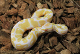 Piton Bola Albino Het Pied Hembra ID R9-10