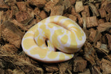 Piton Bola Albino Het Pied Hembra ID R9-12
