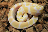 Piton Bola Albino Het Pied Hembra ID R9-12