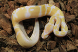 Piton Bola Albino Het Pied Hembra ID R9-13