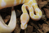 Piton Bola Albino Het Pied Hembra ID R9-13