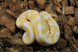 Piton Bola Albino Het Pied Hembra ID R9-14