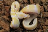 Piton Bola Albino Het Pied Hembra ID R9-14