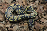 Piton Bola Yellowbelly Hembra iD R9-16
