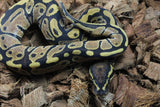 Piton Bola Yellowbelly Hembra iD R9-16