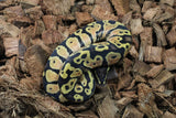 Piton Bola Pastel Yellowbelly MAcho ID R9-18
