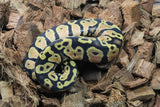 Piton Bola Pastel Yellowbelly MAcho ID R9-18