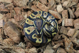 Piton Bola Orange Dream Het Pied Macho ID R9-20
