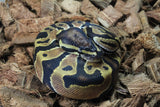 Piton Bola Orange Dream Het Pied Macho ID R9-20