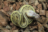 Piton Bola Fire Pinstripe  ps Enchi Hembra ID R10-01