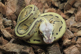 Piton Bola Fire Pinstripe  ps Enchi Hembra ID R10-01
