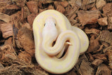Piton Bola Fire Pinstripe Banana pos Enchi Macho ID R10-02