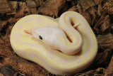 Piton Bola Fire Pinstripe Banana pos Enchi Macho ID R10-02
