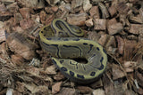 Piton Bola Enchi Pinstripe Hembra iD R10-04