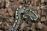 Piton Bola Mojave Macho ID R10-08