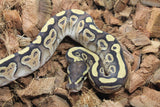 Piton Bola Mojave Macho ID R10-08