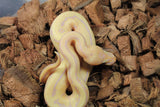 Piton Bola Banana Pinstripe Macho ID R10-11