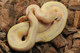 Piton Bola Banana Pinstripe Macho ID R10-11