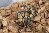 Piton Bola Orange Dream HEt Pied Hembra ID R10-17