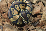 Piton Bola Orange Dream HEt Pied Hembra ID R10-17