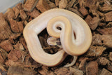 Piton Bola Mojave Champagne Macho ID R11-01